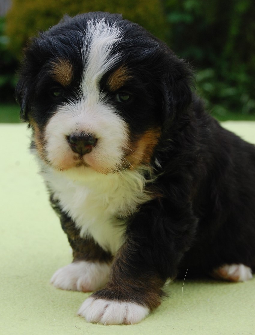 Franciss mimi
