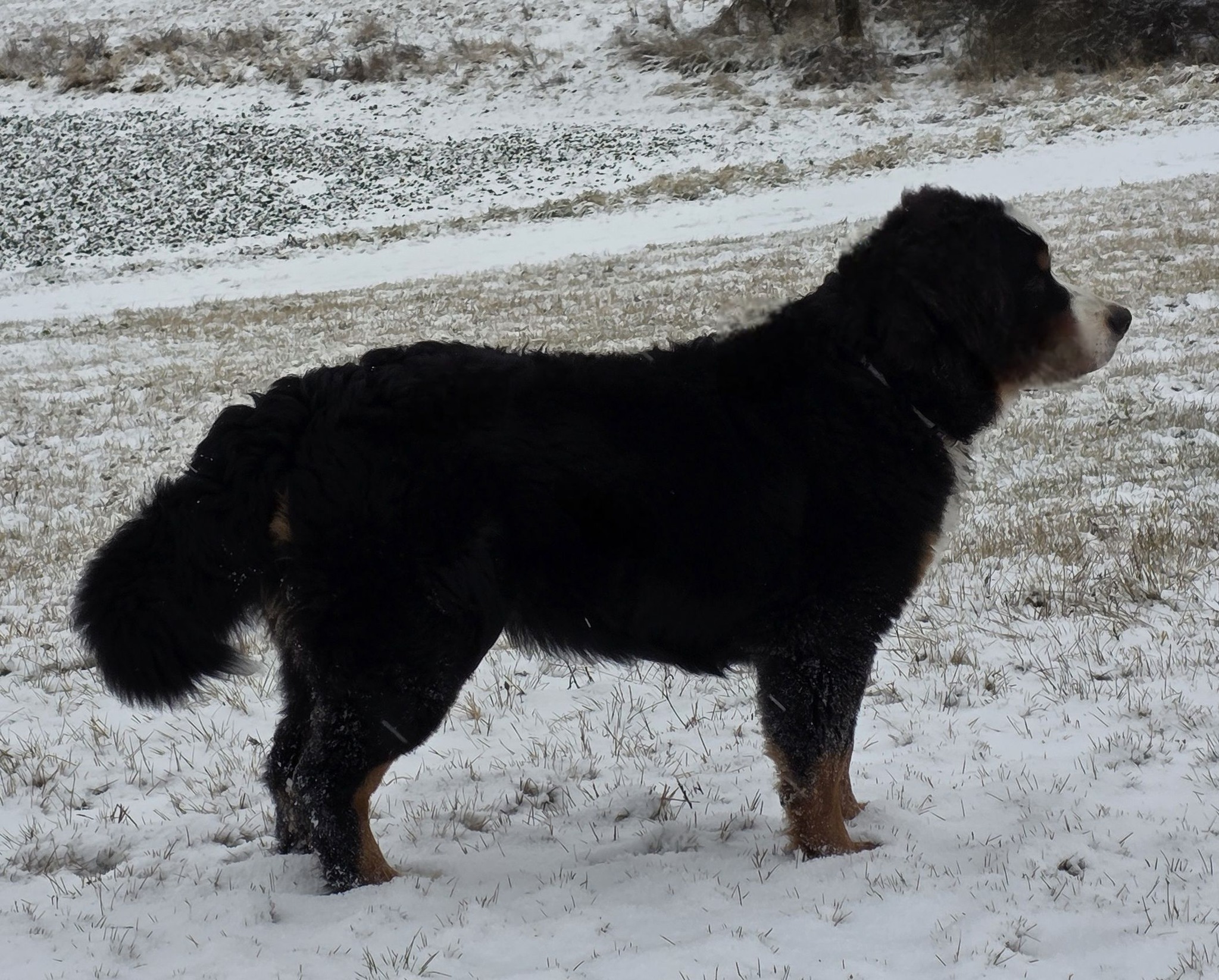 7m Herman