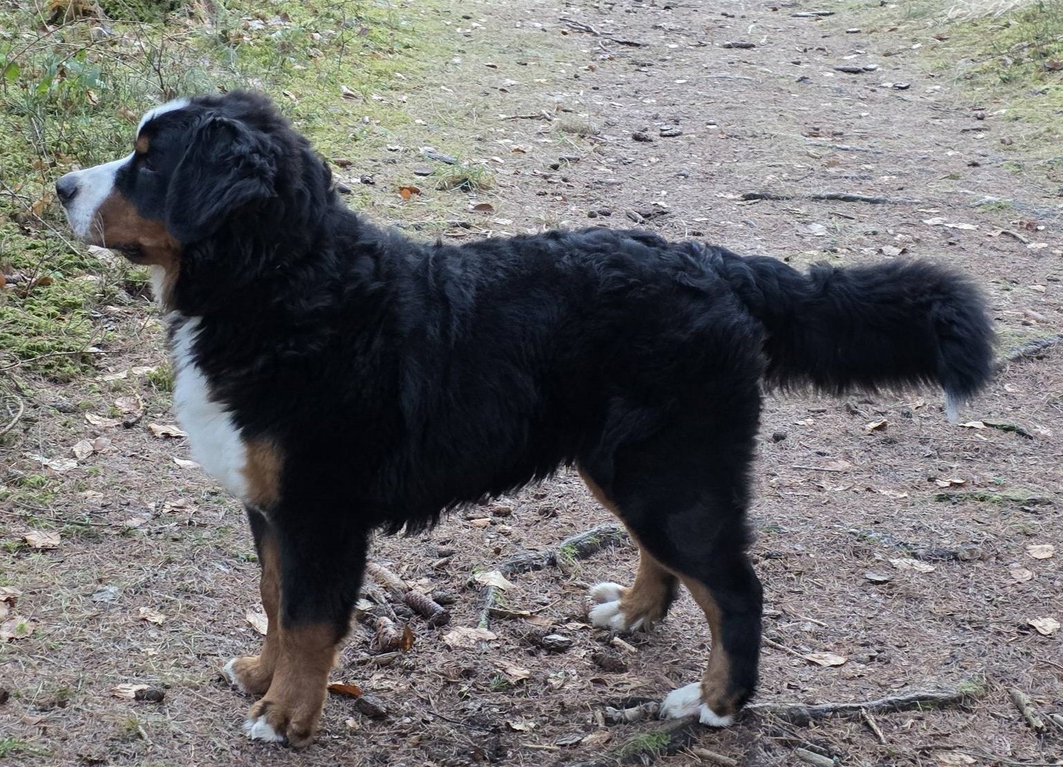 herman 8m